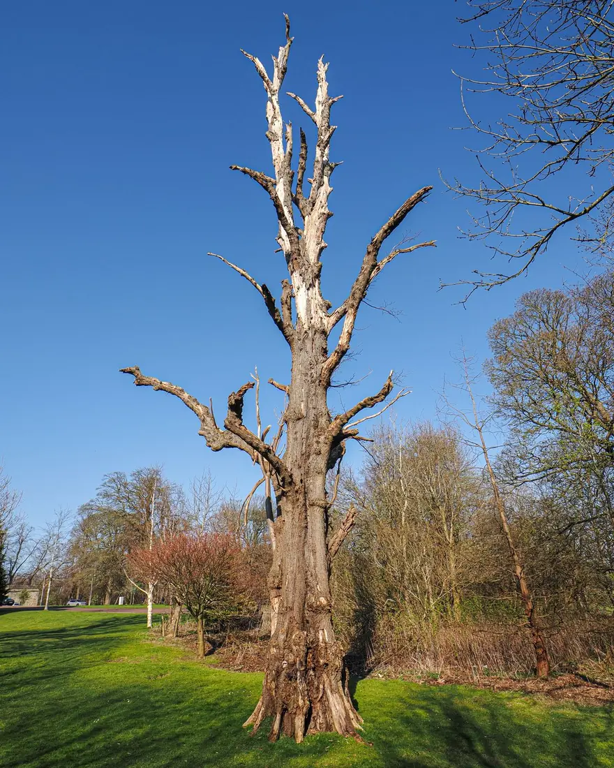 a dead standing tree that needs assessment