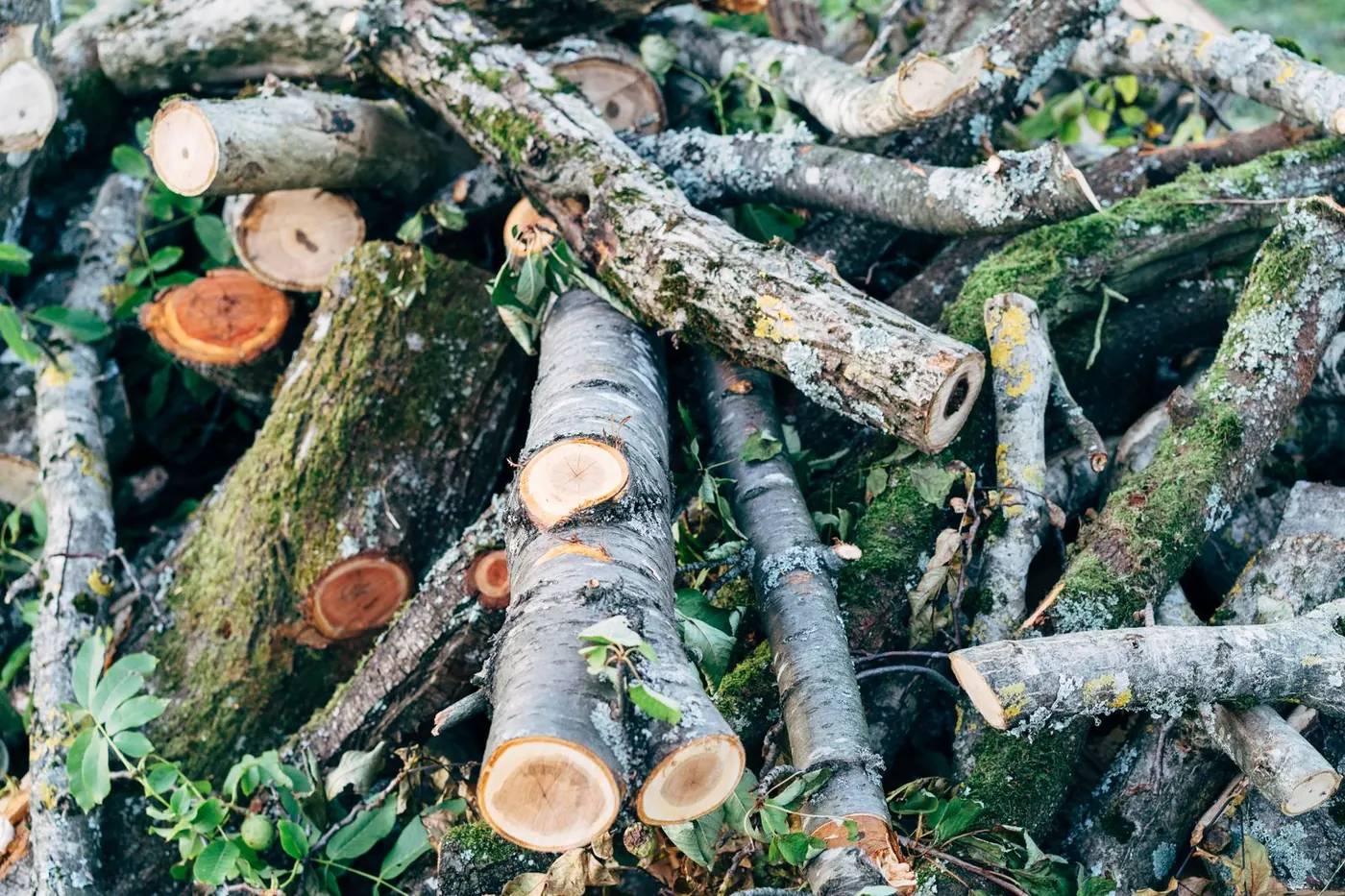 a stacked pile of cut logs