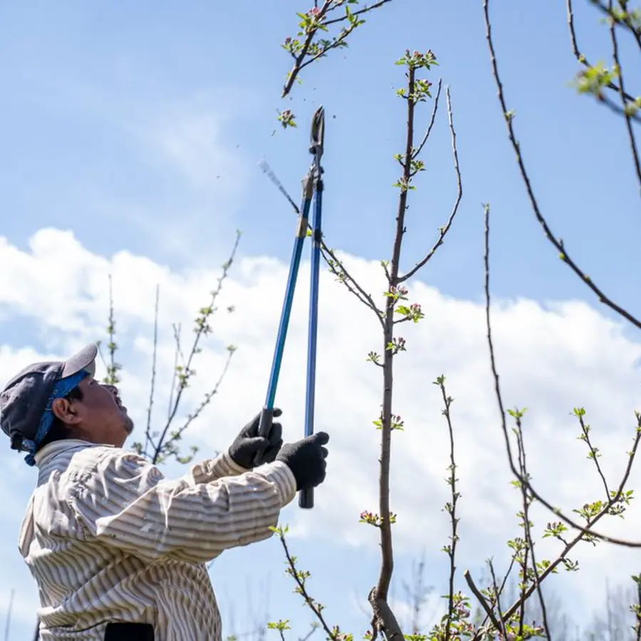 a worker pruning branches with a pole pruner