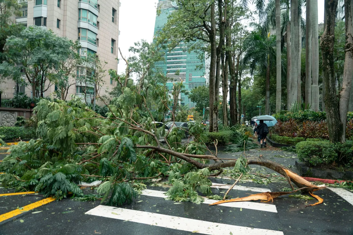 a tree fallen across a street after a storm