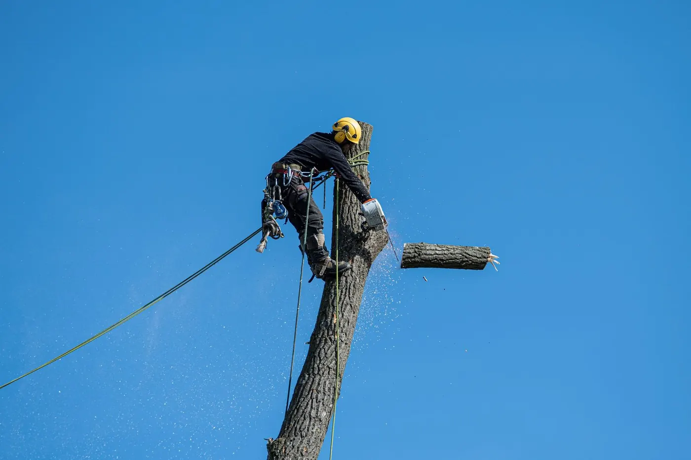 a crew trimming a tree canopy
