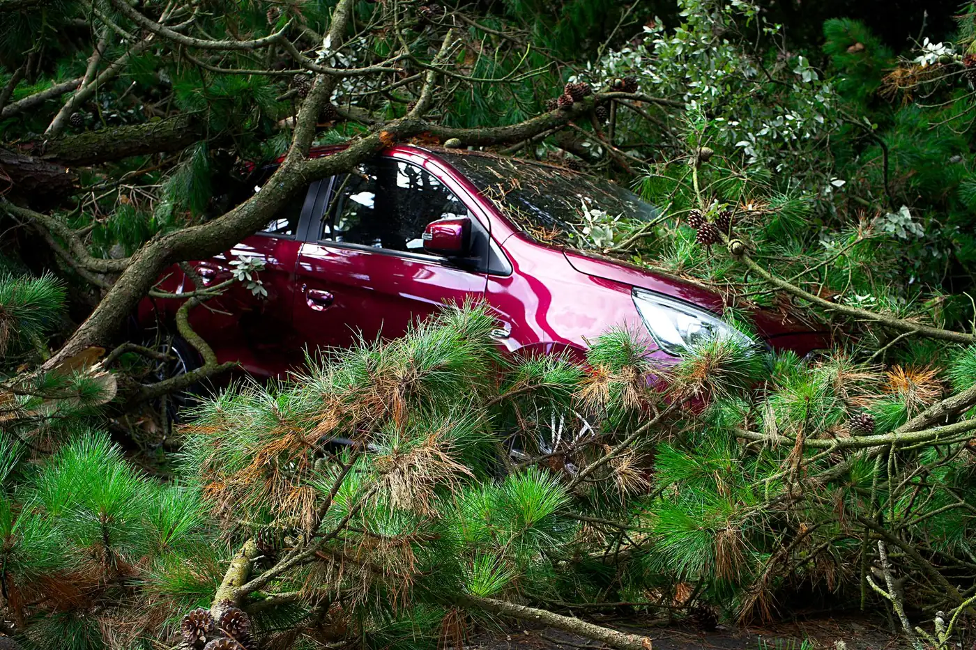 a tree fallen onto a parked car