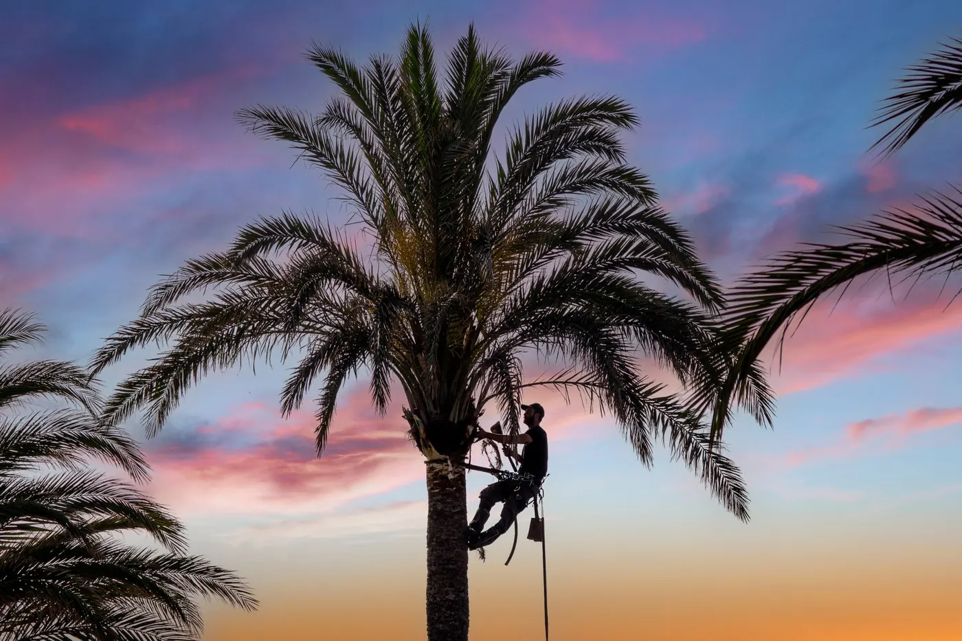 tall palm trees against the sky